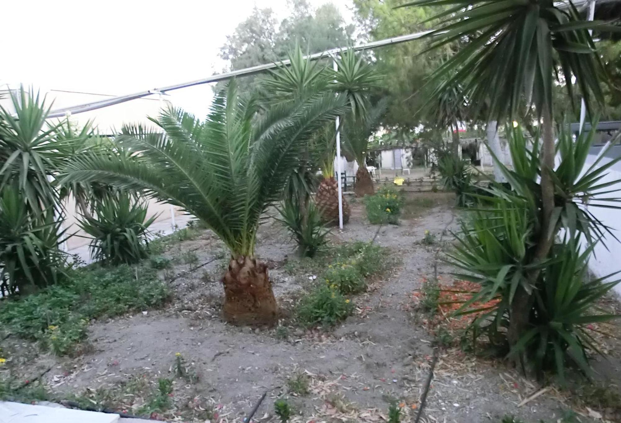 סנטוריני Santorini Camping & Hostel מראה חיצוני תמונה